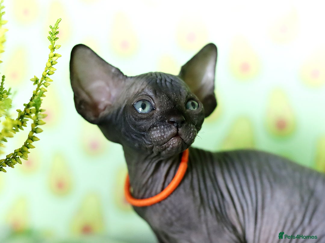 Sphynx cats for sale: Bloodline Sphynx Kittens  - Image 21