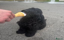 Cockapoo dogs for sale: Cockapoo puppy - Image 9