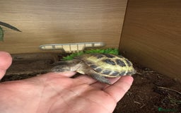 Tortoise reptiles for sale: 2x Horsefield Torts w/enclosures *collection only* - Image 8