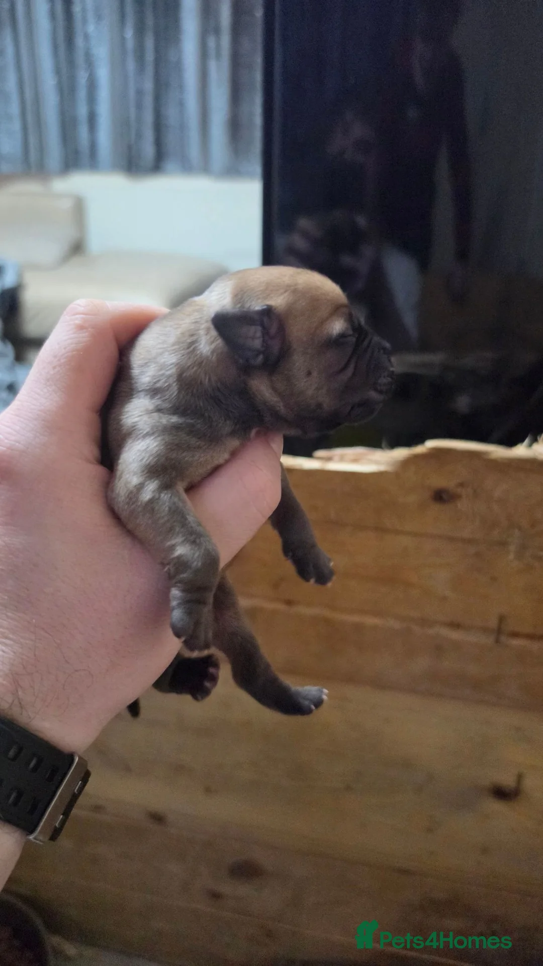 Staffordshire Bull Terrier dogs for sale: Staffy for sale - Advert 6