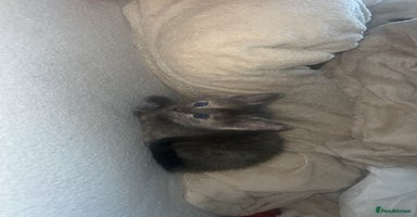 Mixed Breed cats - Advert 14