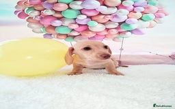 Miniature Dachshund dogs for sale: MINI CREAM DACHSHUND💥READY TO GO💥PRA CLEAR - Image 19