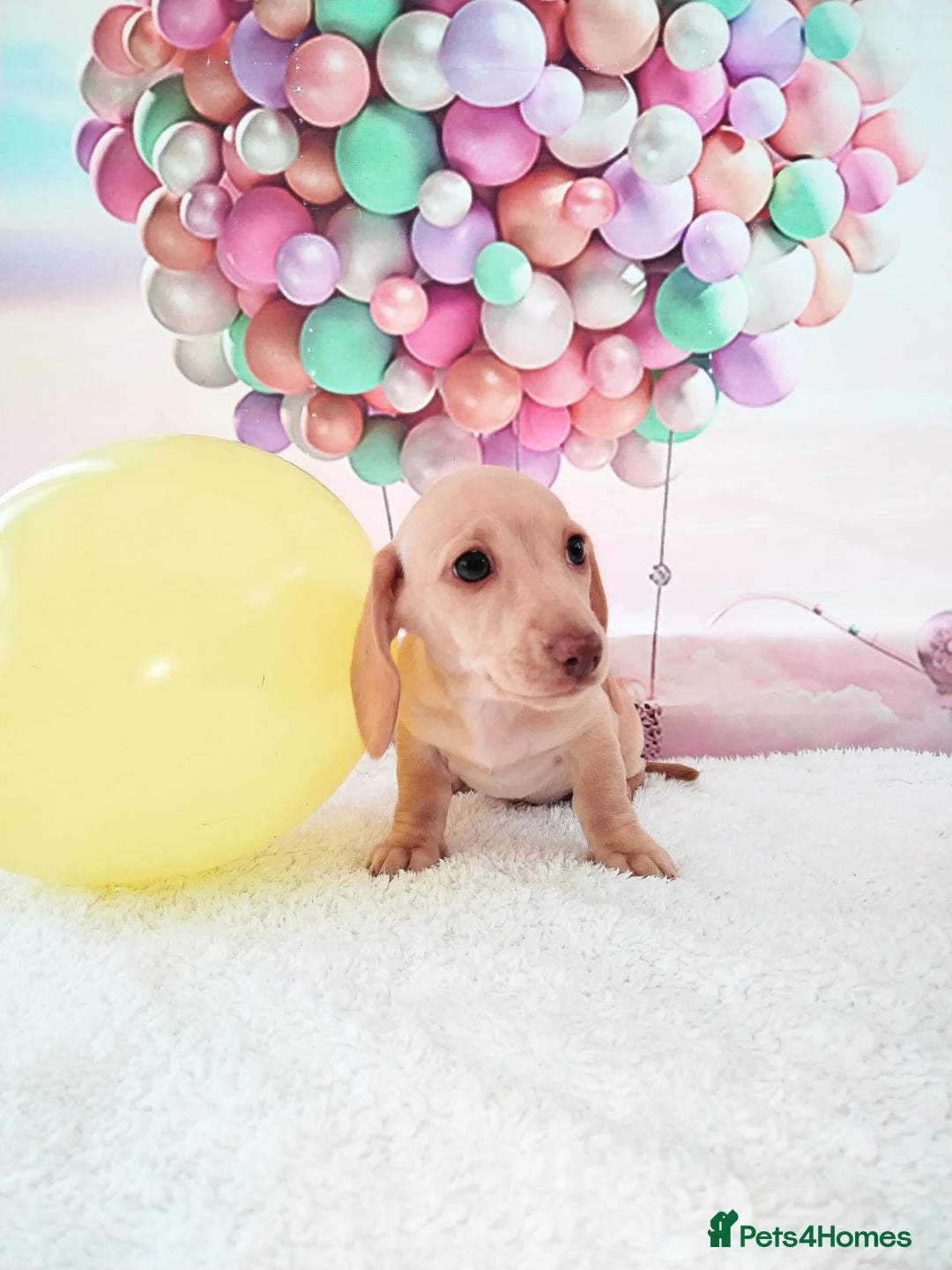 Miniature Dachshund dogs for sale: MINI CREAM DACHSHUND💥READY TO GO💥PRA CLEAR - Image 19