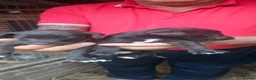 Whippet dogs for sale: Whippet bettinton first cross in Barnsley - Advert 7