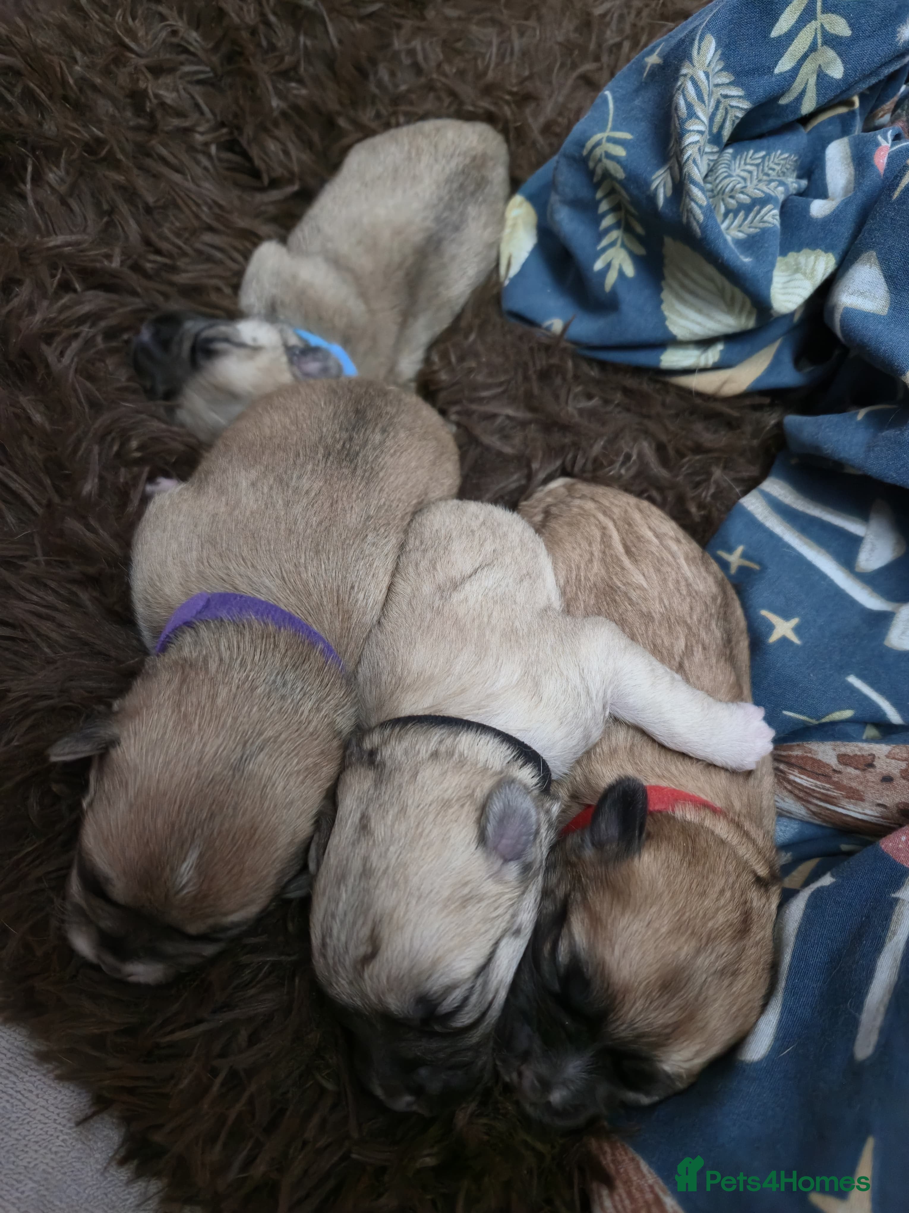 Mixed Breed dogs Maltese x Terrier - Advert 13