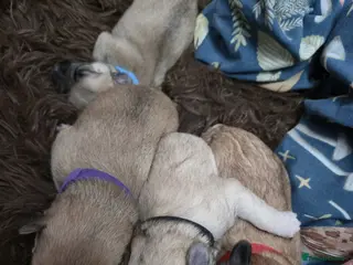 Mixed Breed dogs Maltese x Terrier - Advert 13