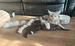 Maine Coon cats for sale: 3/4 Maincoon Cross - Image 7