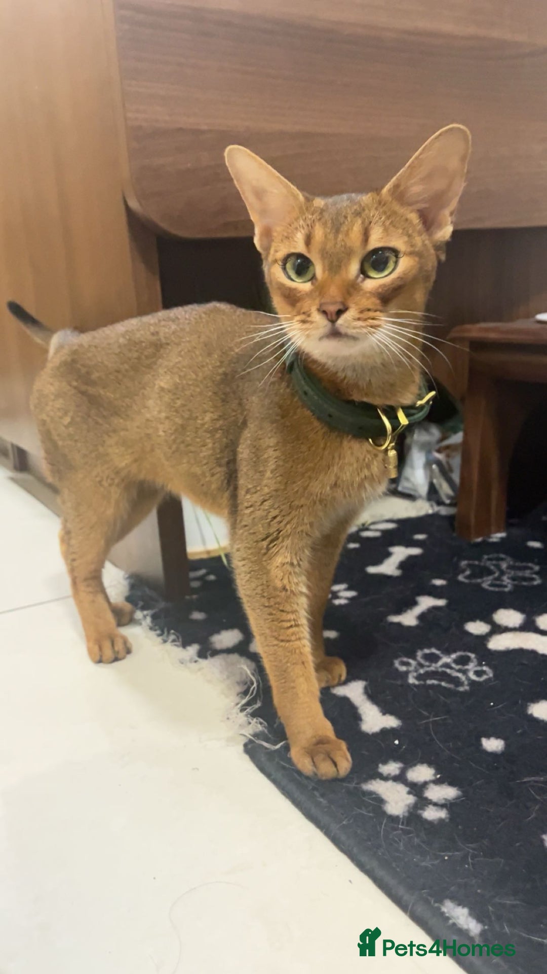Abyssinian cats for sale: Pedigree TICA registered Beautiful Abyssinian - Advert 10