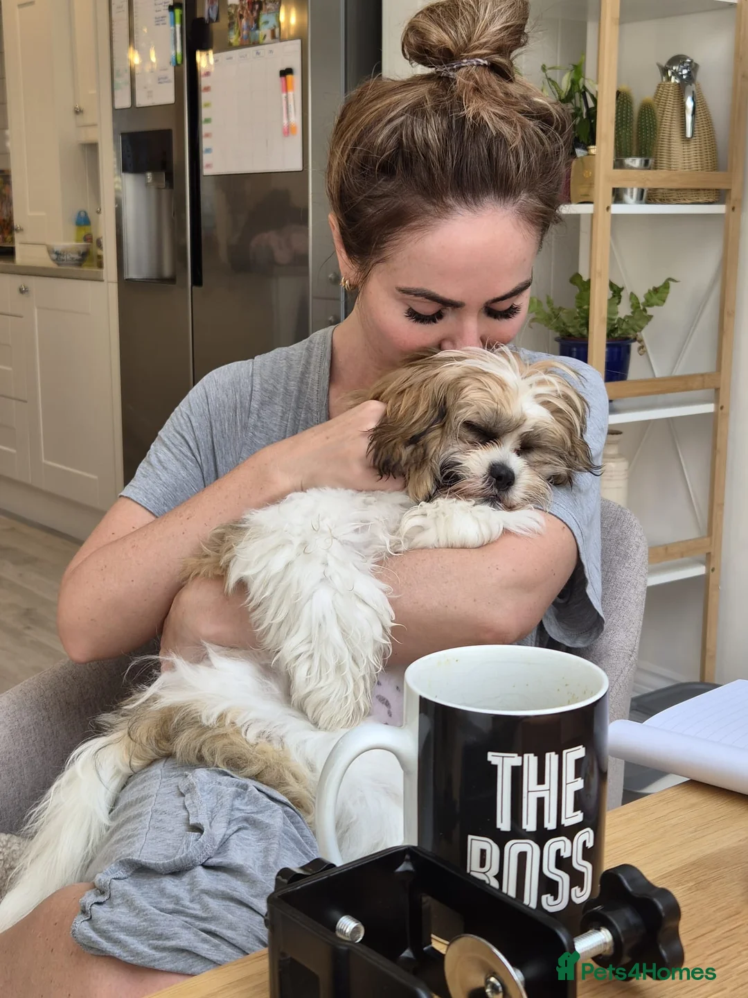 Zuchon dogs for sale: The most beautiful little girl to be rehomed 😭 - Advert 6