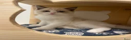 Ragdoll cats for sale: Beautiful Ragdoll kittens  - Advert 8