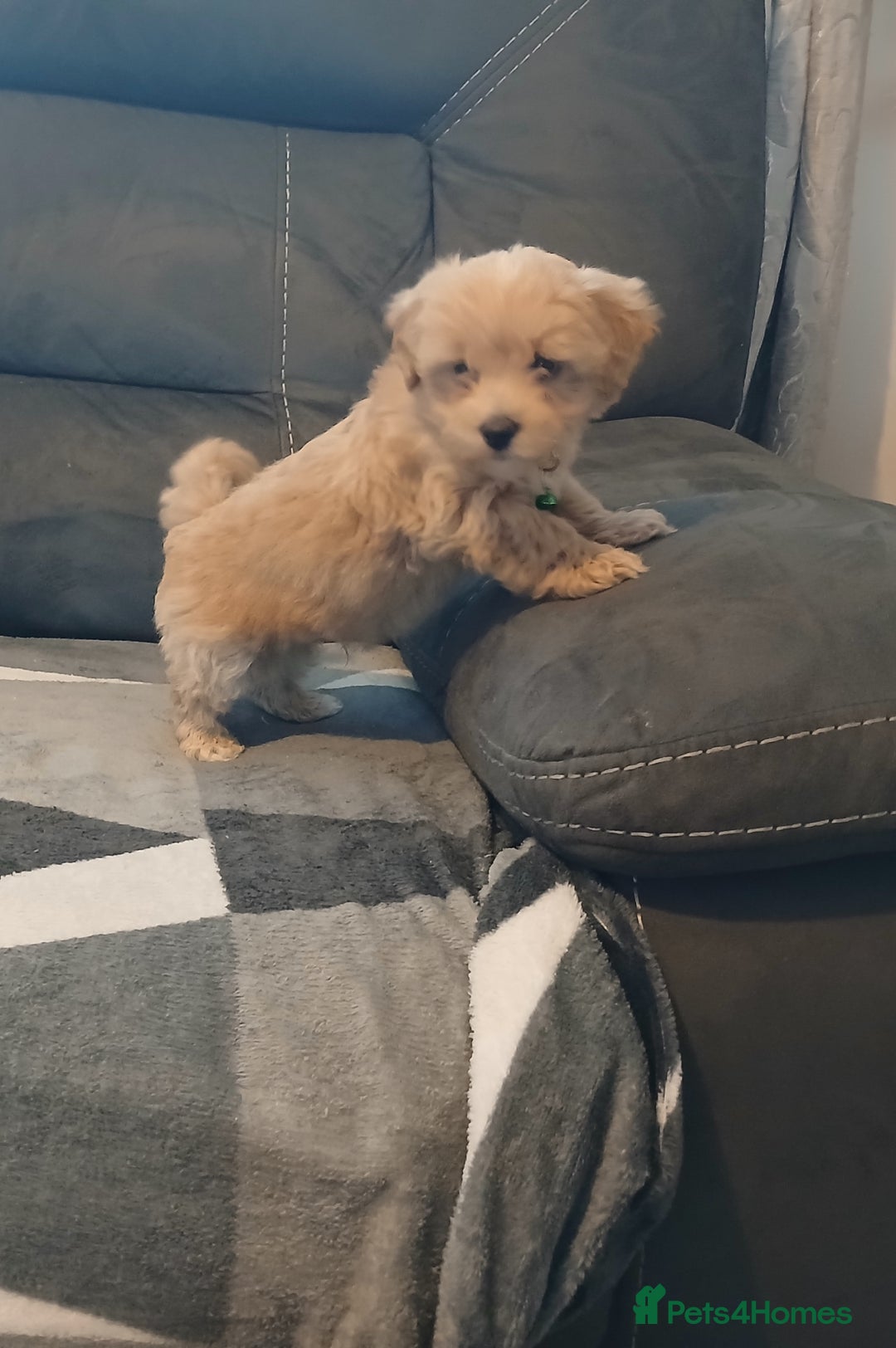Maltipoo dogs for sale: Maltipoo puppies - Advert 10