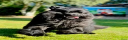 Newfoundland dogs for stud: Beautiful Newfoundland boy for stud  - Advert 2