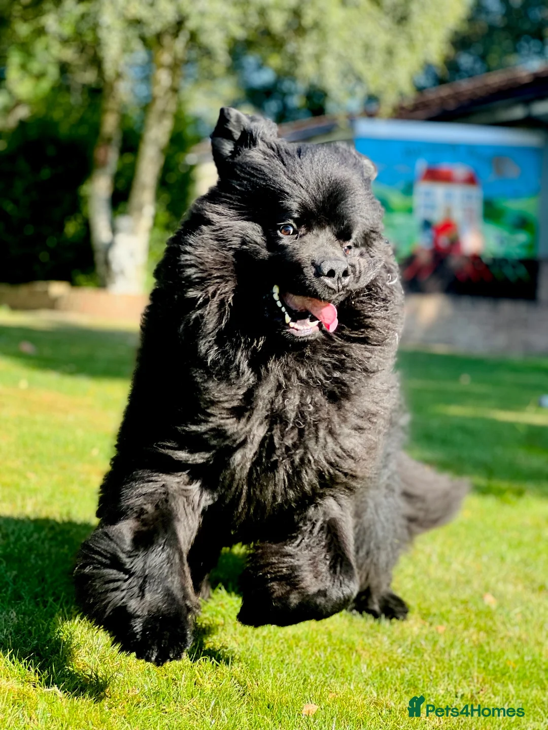 Newfoundland dogs for stud: Beautiful Newfoundland boy for stud  - Advert 2