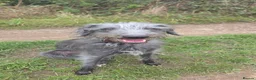 Mixed Breed dogs for sale: Bedlington whippet pups  in Knottingley - Advert 4