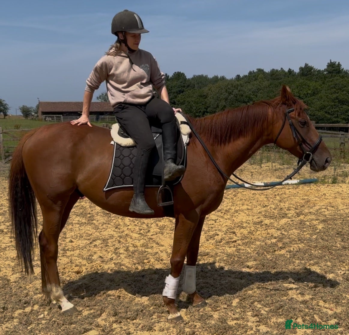 Irish Thoroughbred horses 15.3hh Irish tb gelding  - Advert 1
