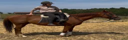 Irish Thoroughbred horses for sale: 15.3hh Irish tb gelding  - Advert 1