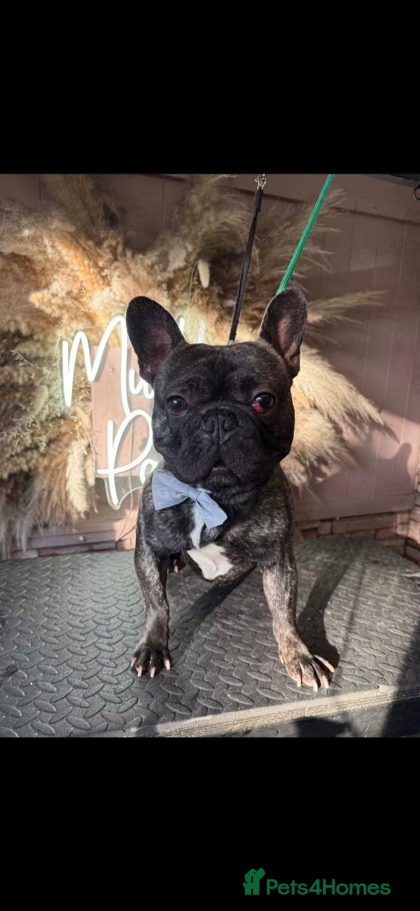 French Bulldog dogs Rolo  - Advert 2