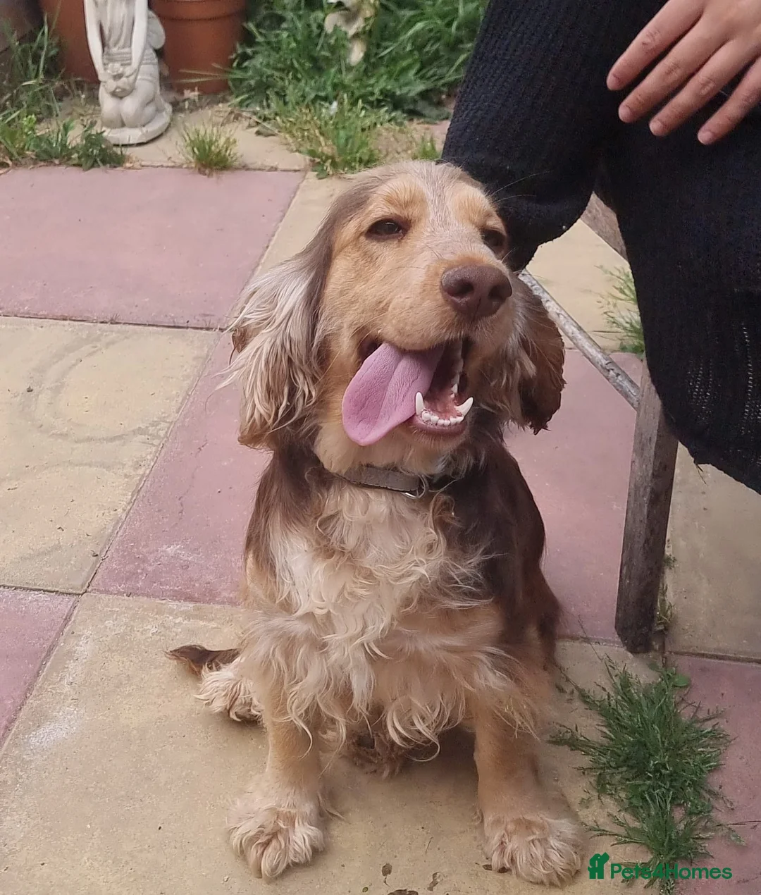 Cocker Spaniel dogs for sale: Beautiful Cocker spaniel female  - Advert 1