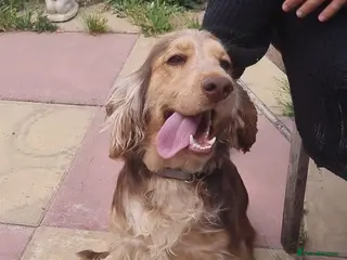 Cocker Spaniel dogs Beautiful Cocker spaniel female - Advert 5