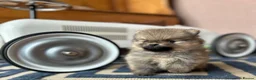 Pomeranian dogs for sale: Tiny Pom Puppies - Advert 34