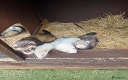 Ferret rodents for sale: Two gills looking for new homes  - Image 2