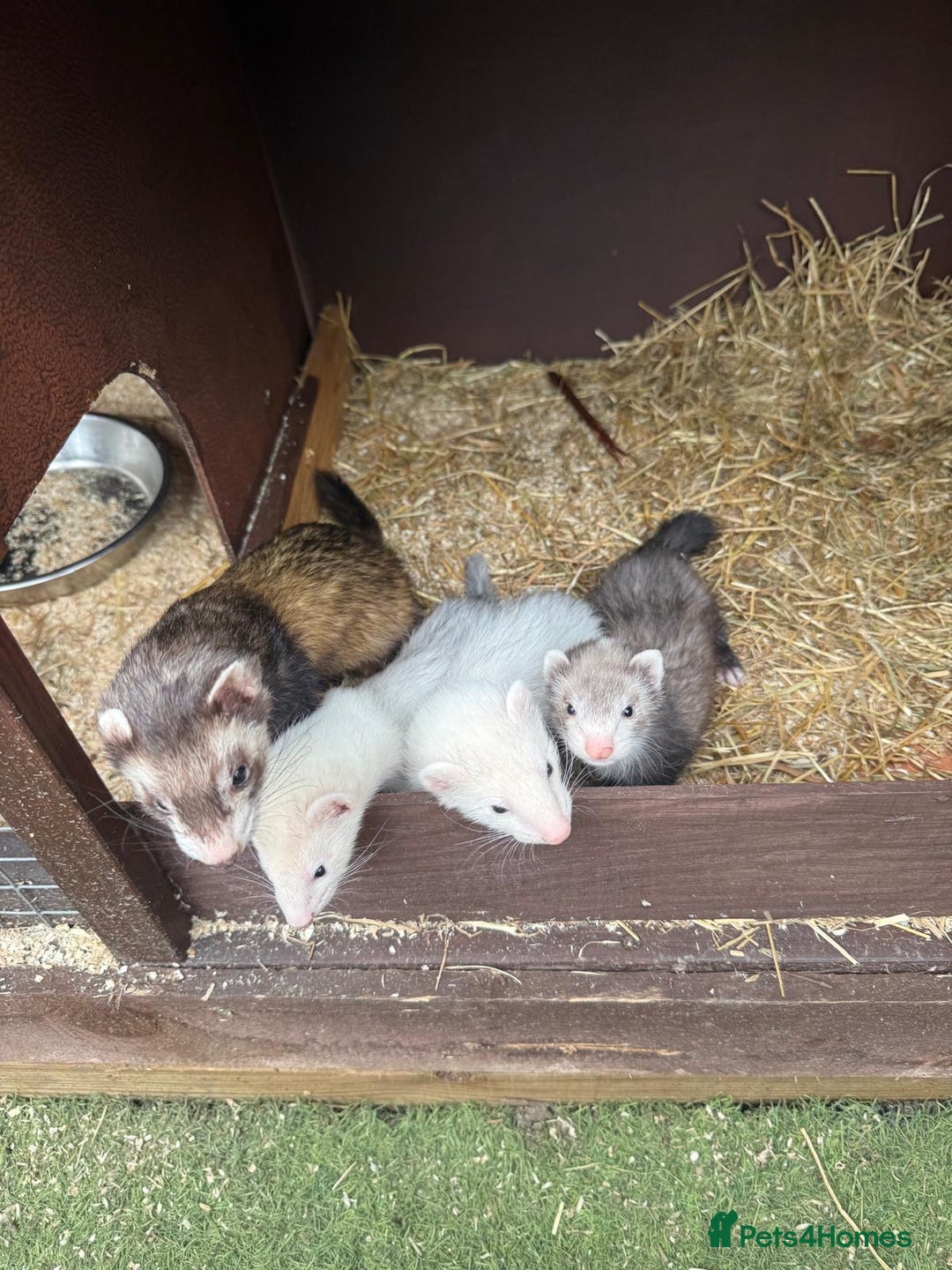 Ferret rodents for sale: Two gills looking for new homes  - Image 2