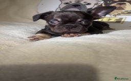 French Bulldog dogs for sale: French Bulldog puppies for sale - Image 3