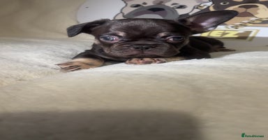 French Bulldog dogs - Advert 9