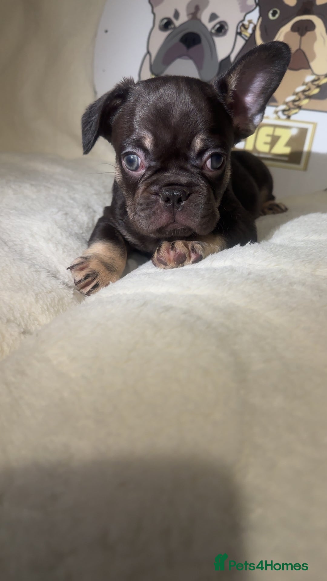 French Bulldog dogs for sale: French Bulldog puppies for sale - Image 3