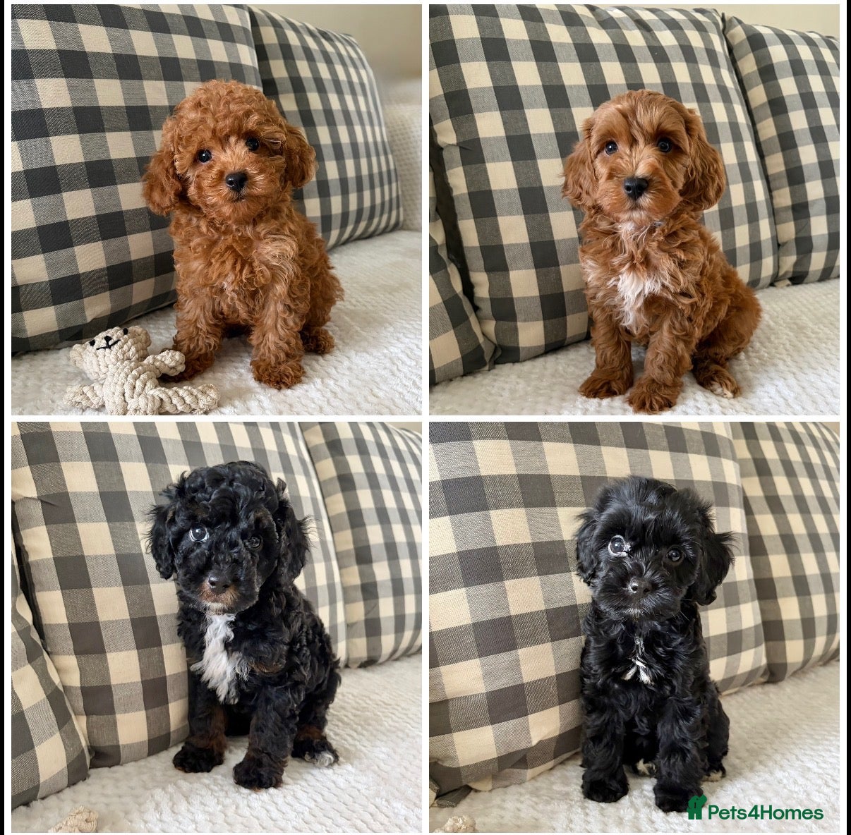 Cockapoo dogs Health tested cockapoo puppies  - Advert 1