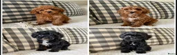 Cockapoo dogs for sale: Health tested cockapoo puppies  - Advert 1