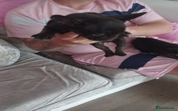 French Bulldog dogs for sale: French bulldog puppys  - Image 4