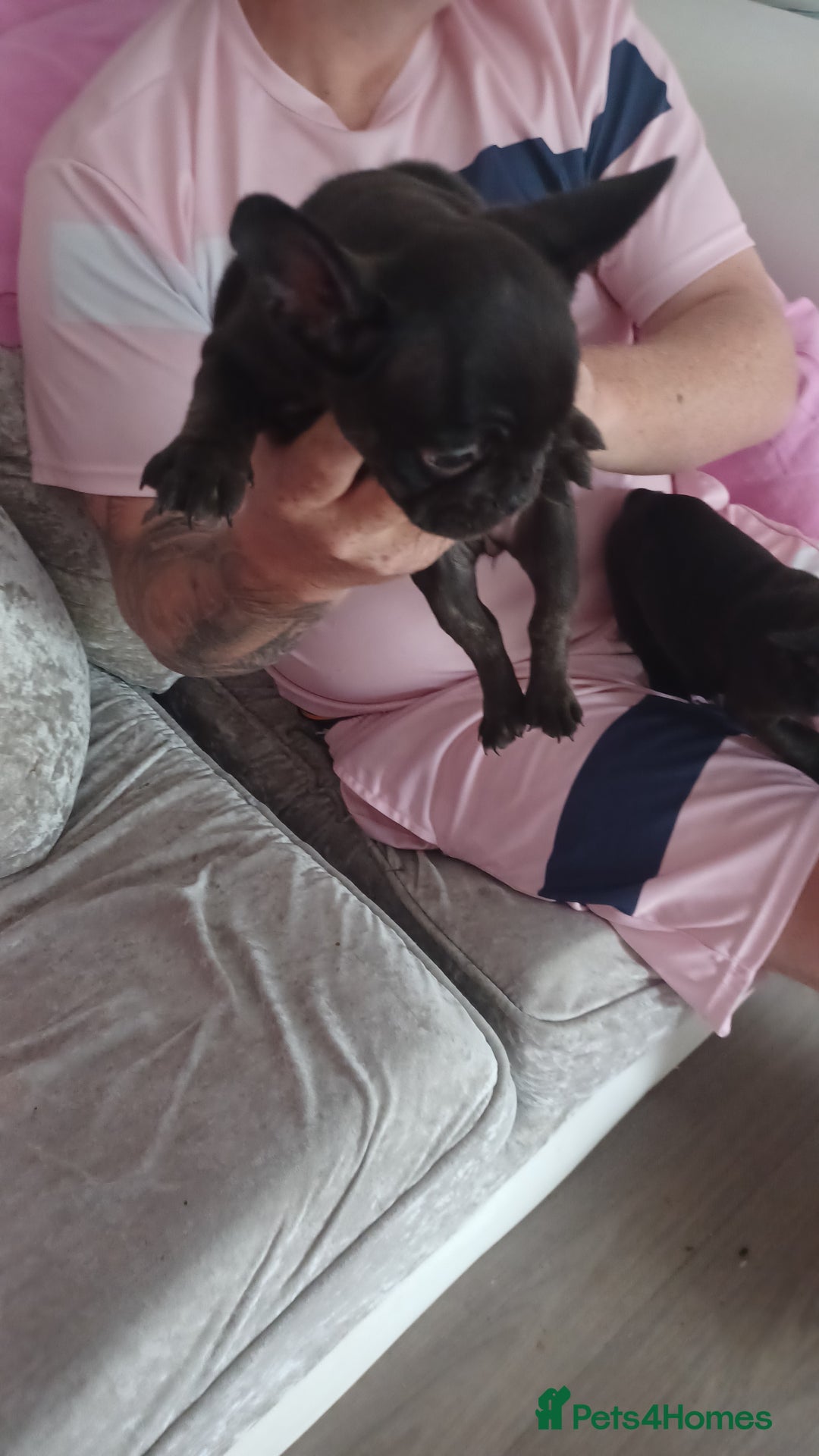 French Bulldog dogs for sale: French bulldog puppys  - Image 4
