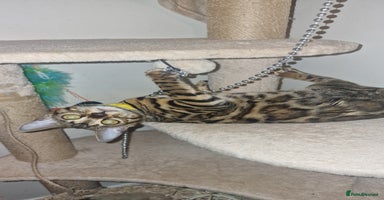 Bengal cats - Advert 24