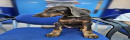 Dobermann dogs for sale: 💝🐾 Ready Now Chunky KC Registered pups 🐾 💝 - Advert 23