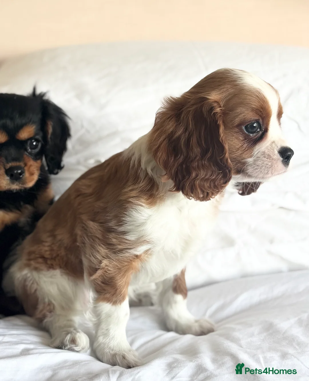 Cavalier King Charles Spaniel dogs for sale: 🐾KC reg,Extensively health tested Cavalier pups🐾 - Advert 17