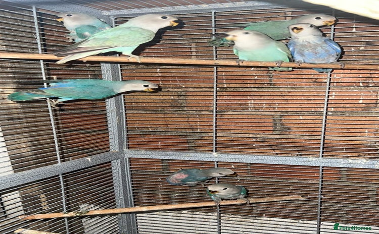 Lovebirds birds - Advert 8