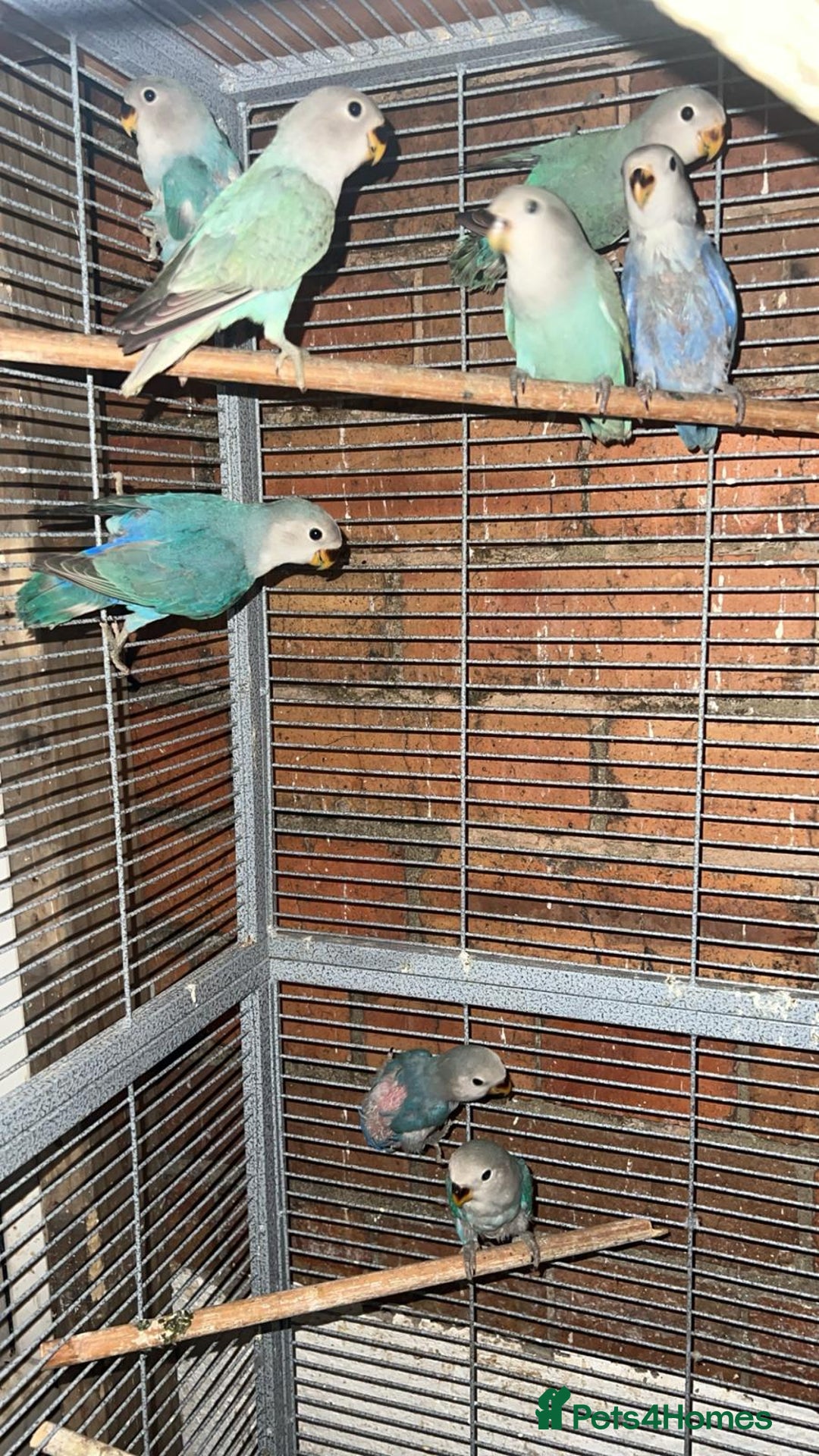Lovebirds birds for sale: love bird chicks - Image 1