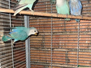 Lovebirds birds - Advert 14