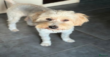 Tibetan Terrier dogs - Advert 11