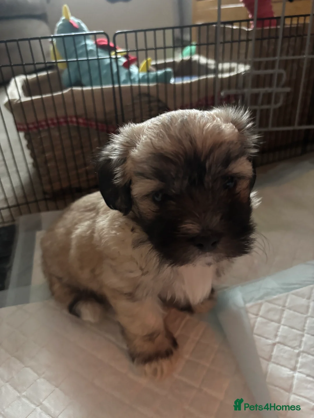 Maltipoo dogs for sale: Maltipoo - Advert 21