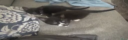 Domestic Shorthair cats for sale: Adorable male and female kitten looking for a home in London - Advert 5