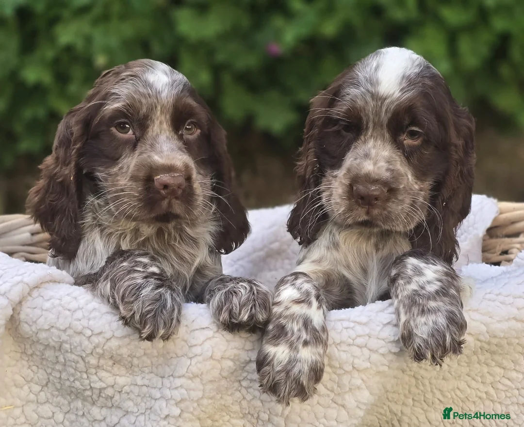 Cocker Spaniel dogs for sale: Cocker Spaniel Puppies  in Banbridge - Advert 3