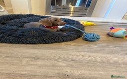 Miniature Dachshund dogs for sale: 8 Week Old Miniature Dachshund Puppies - Image 9
