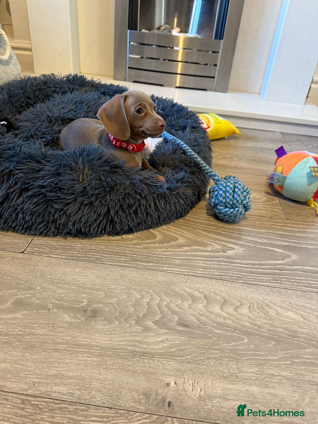 Miniature Dachshund dogs for sale: 8 Week Old Miniature Dachshund Puppies - Image 9