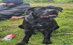 Cane Corso dogs for sale: 16 month old corso bitch - Image 4