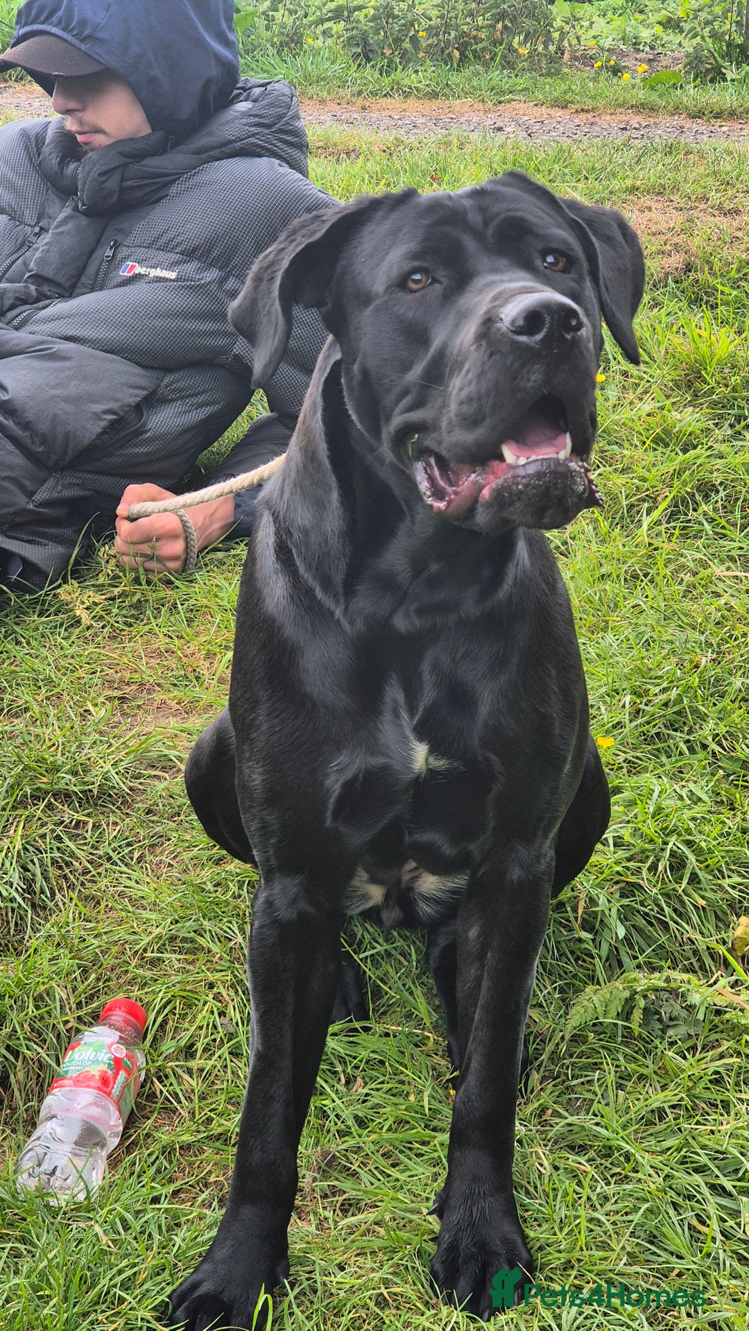 Cane Corso dogs for sale: 16 month old corso bitch - Image 4