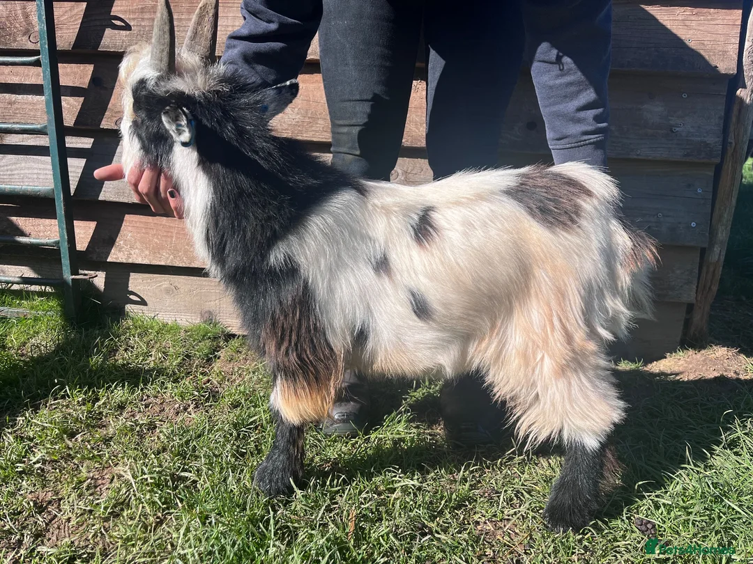 Goats livestock for sale: Entire Pygmy Billy Ready For Work - Advert 2