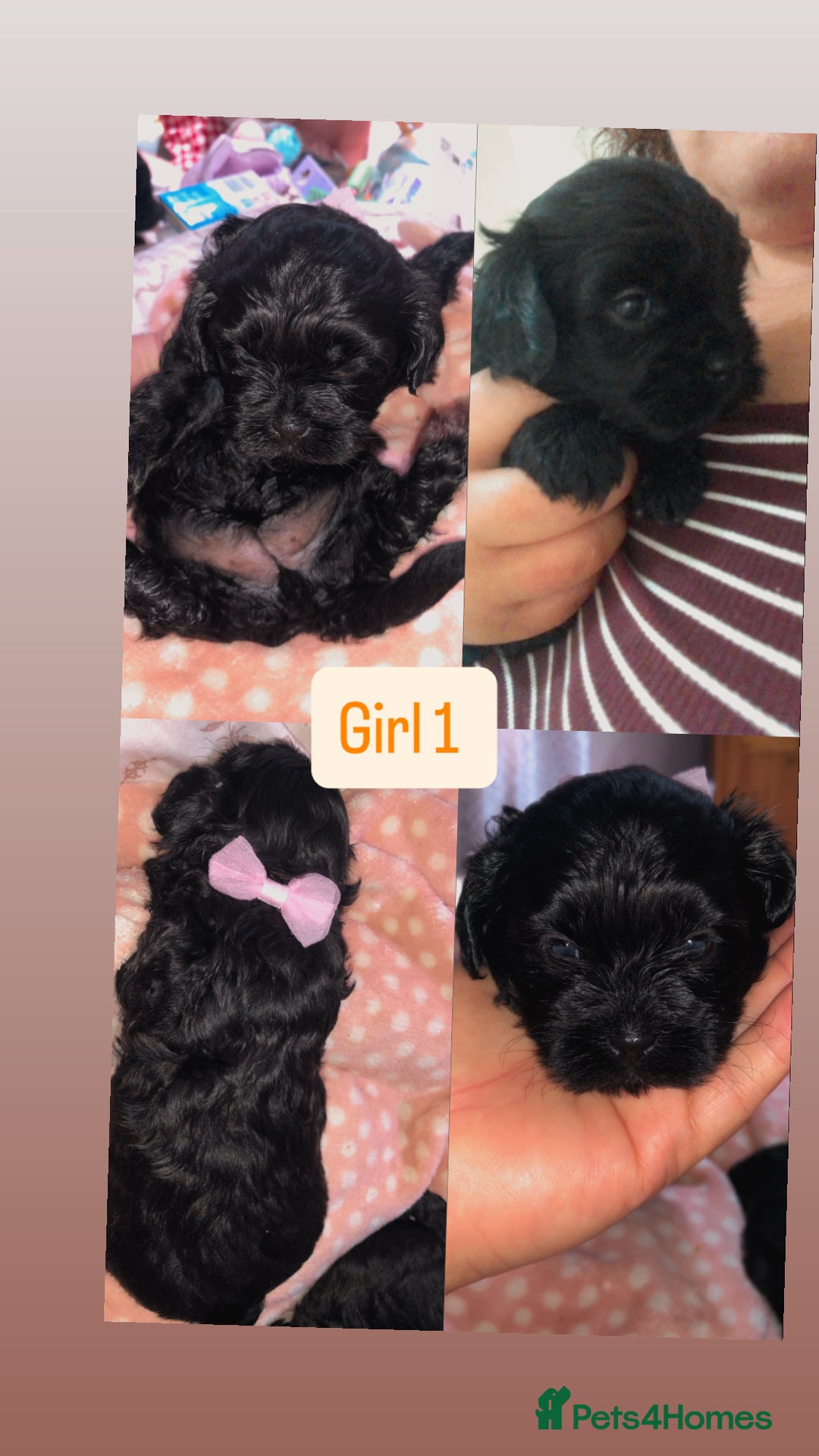 Shihpoo dogs for sale: Beautiful Shihpoos 🐶🐾 - Image 15