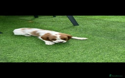 Cavalier King Charles Spaniel dogs for sale: King Charles cavalier last boys - Image 2